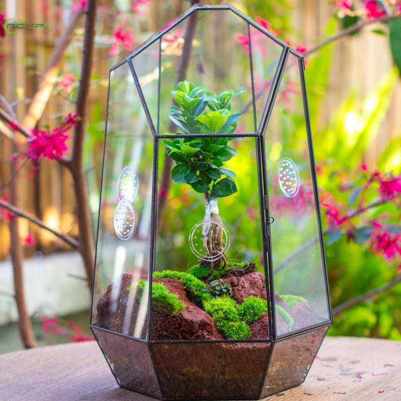 Extra Large Irregular Glass Terrarium with Vents, 16 inch – Container Only