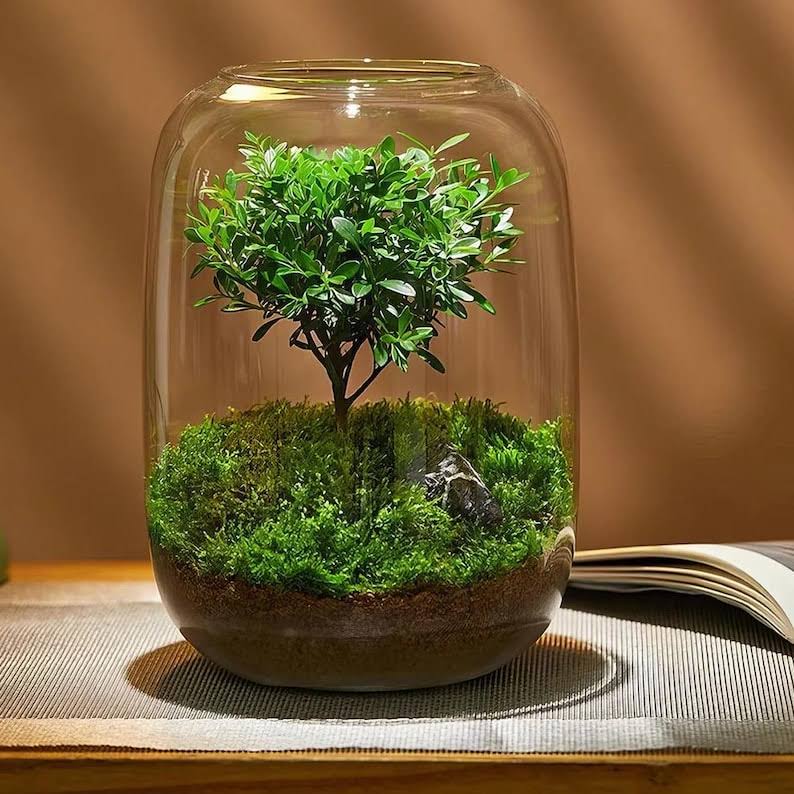 Borosilicate Glass Terrarium Jar for Micro-Landscape Planting